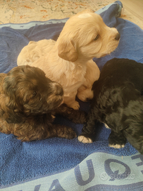 Cuccioli meticcio di barboncino