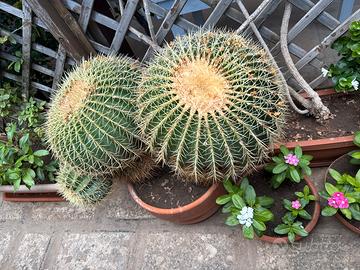 Pianta grassa - Grusoni cactus