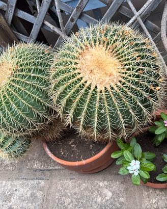 Pianta grassa - Grusoni cactus