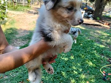 Cuccioli australian shepherd pastore australiano