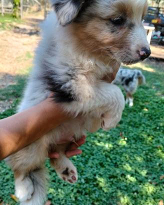 Cuccioli australian shepherd pastore australiano