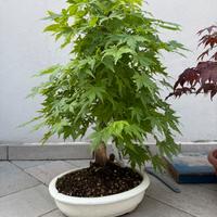 Bonsai acero palmato