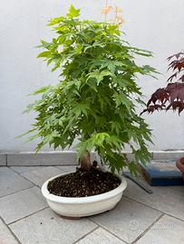 Bonsai acero palmato