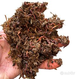 lombrichi rossi californiani