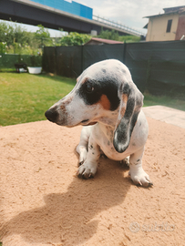 Bassotto piebald