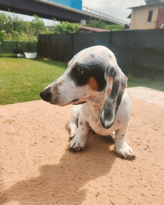 Bassotto piebald