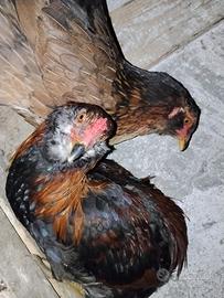 Araucana