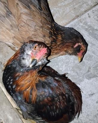 Araucana