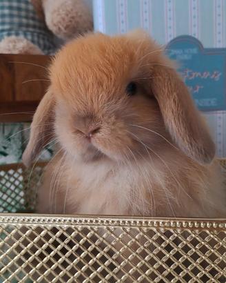 Coniglietti ariete nani minilop