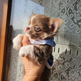 Chihuahua mini PedigreeEnci maschio a pelo lungo