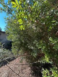 Casa campidanese libera su tre lati