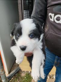 Border collie cucciolo
