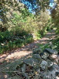terreno incolto nel  montiferru 