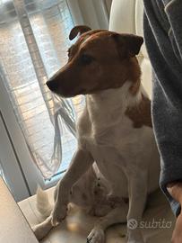Jack russel