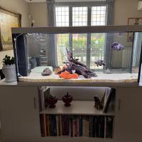 Acquario da circa 350 lt con Astronotus