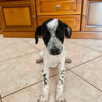 Cucciola Dalmata in Adozione