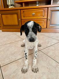 Cucciola Dalmata in Adozione