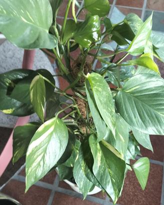 potus composizione altezza 100cm