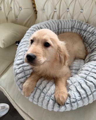 Golden retriver