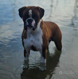Boxer per monta