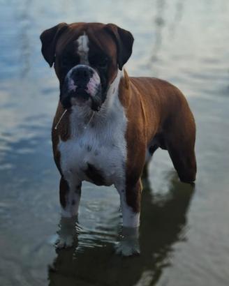 Boxer per monta