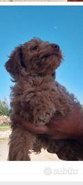 Cucciolo di maltipoo