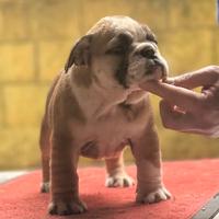 Femminucce bulldog inglese pedigree