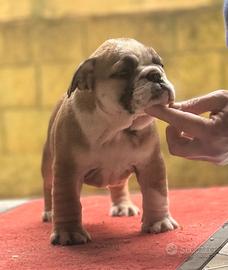 Femminucce bulldog inglese pedigree