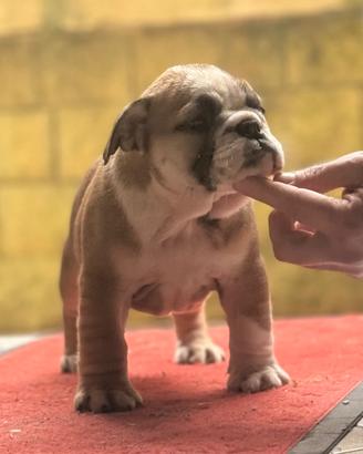 Femminucce bulldog inglese pedigree