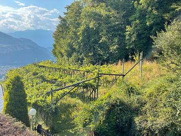 Vigneto in comodato d'uso
