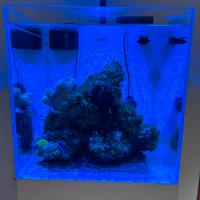 Acquario Reef Kubic 50X50