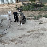 Cani di varia taglia ed età, cuccioli ed adulti gi