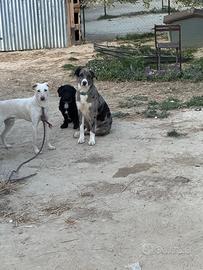Cani di varia taglia ed età, cuccioli ed adulti gi
