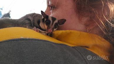 Cucciolo petauro dello zucchero