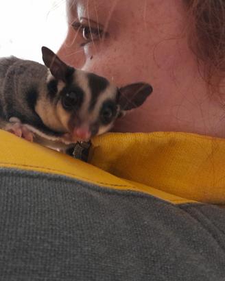 Cucciolo petauro dello zucchero