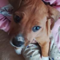 Amstaff FEMMINA