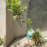 pianta arancio tre anni 