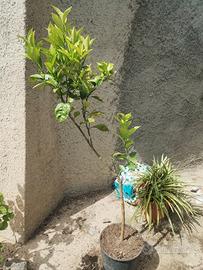 pianta arancio tre anni 