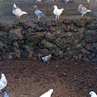 Piccioni viaggiatori