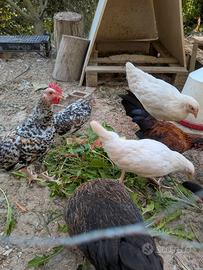 Galli e galline nane