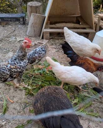 Galli e galline nane