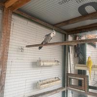 Pappagallo calopsite