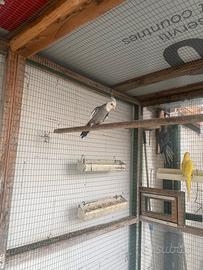 Pappagallo calopsite