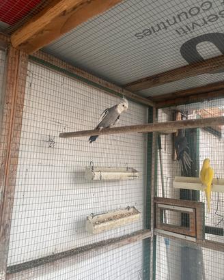 Pappagallo calopsite