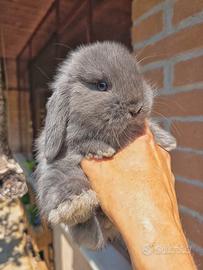 Conigli minilop cuccioli