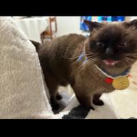 Vendita gatta Siamese