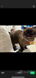 Vendita gatta Siamese
