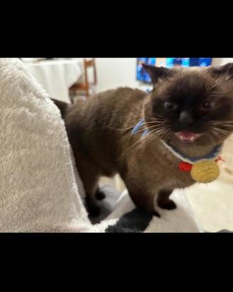 Vendita gatta Siamese