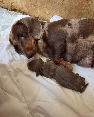 Bassotto tedesco nano kaninchen a pelo corto