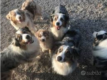 Pastore australiano con pedigree ENCI